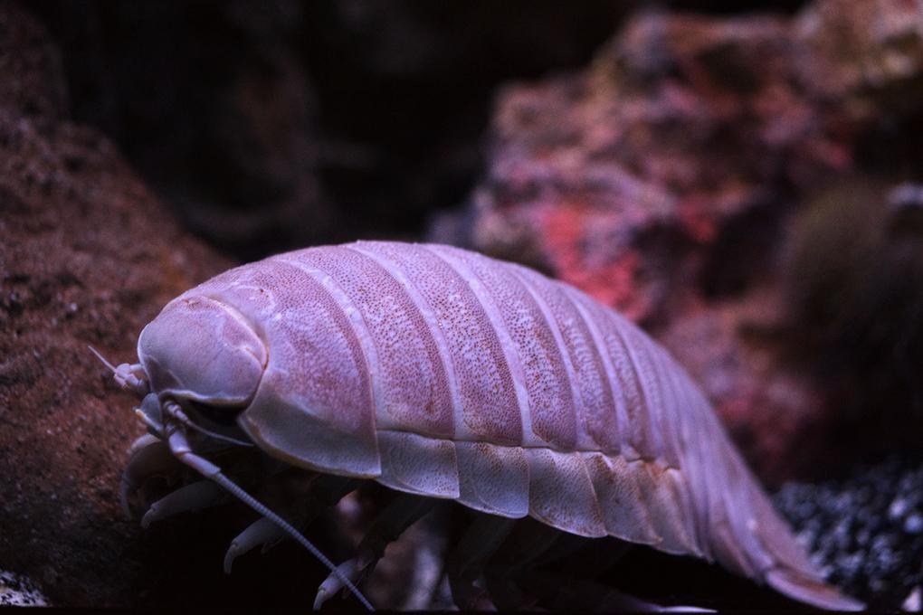 长得最恐怖的生物（全世界恐怖生物排名）(图2)