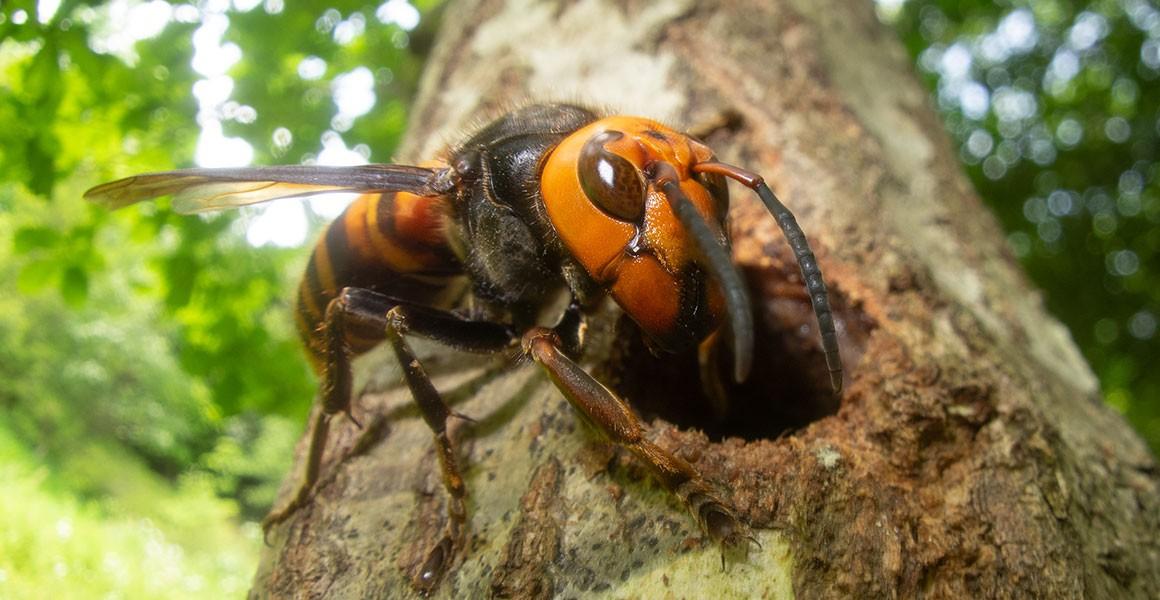 长得最恐怖的生物（全世界恐怖生物排名）(图7)