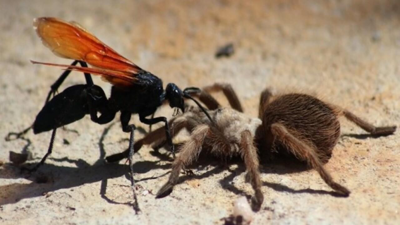 长得最恐怖的生物（全世界恐怖生物排名）(图8)