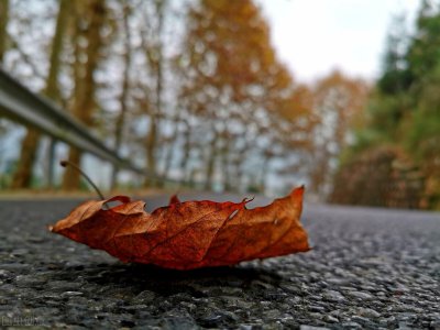 ​木兰词人生若只如初见整首的意思（人生若只如初见真正含义）