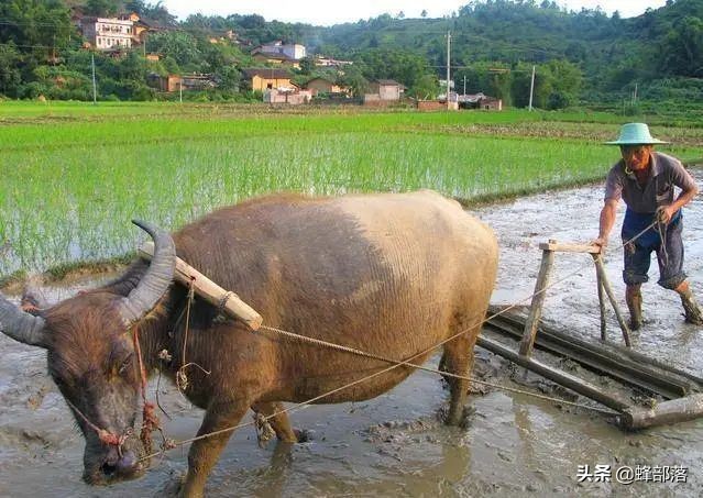 水牛和黄牛的区别是什么（水牛和黄牛的区别在于哪里）(图3)