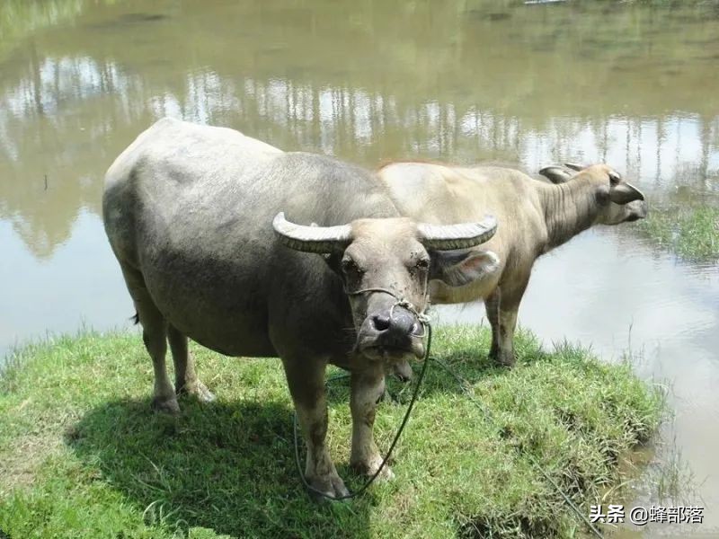 水牛和黄牛的区别是什么（水牛和黄牛的区别在于哪里）(图7)