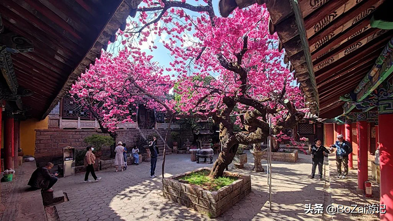 云南丽水旅游景点哪里好玩（丽江在哪个城市）(图36)