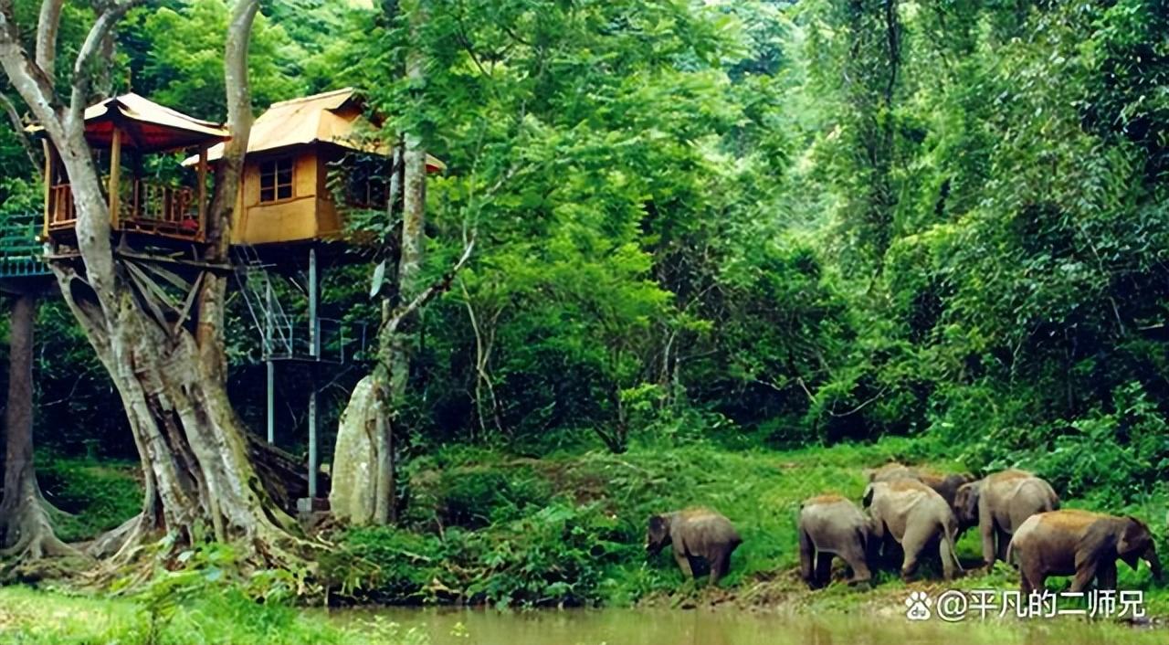 西双版纳旅游攻略必去景点有哪些（西双版纳旅游攻略必去景点）(图8)