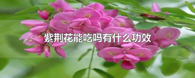 ​紫荆花能吃吗有什么功效