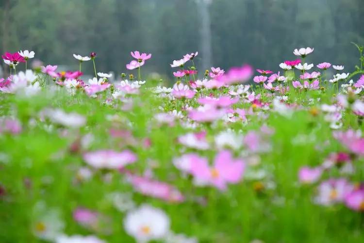 格桑花的花语和象征意义（格桑花花语象征与寓意）(图2)