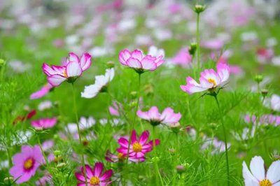 ​格桑花的花语和象征意义（格桑花花语象征与寓意）