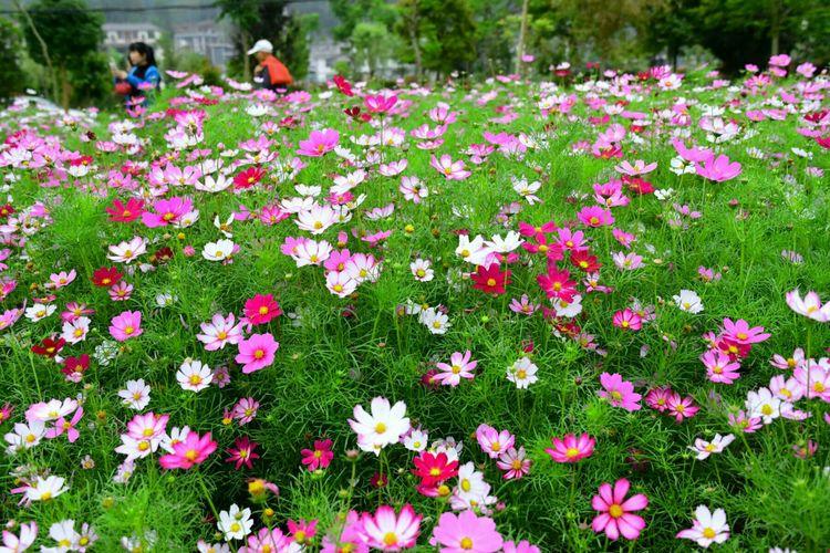 格桑花的花语和象征意义（格桑花花语象征与寓意）(图4)