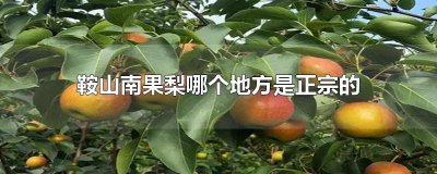 ​鞍山南果梨哪个地方是正宗的