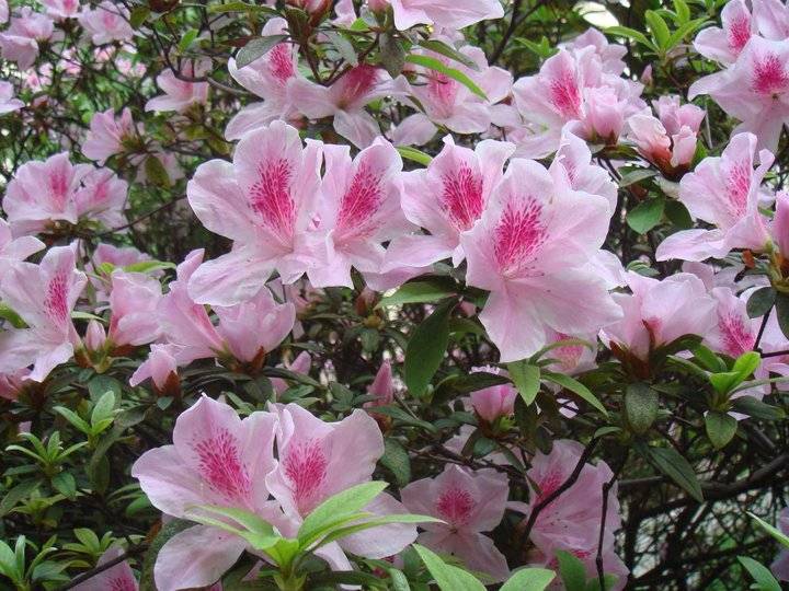 香港的市花是什么花（南北紫荆花的区别）