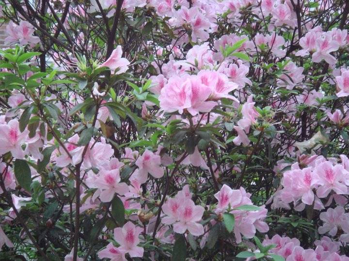 香港的市花是什么花（南北紫荆花的区别）