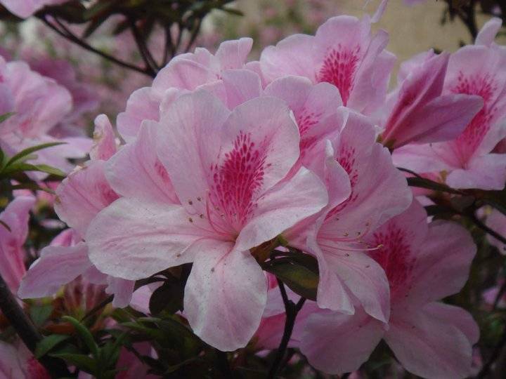 香港的市花是什么花（南北紫荆花的区别）