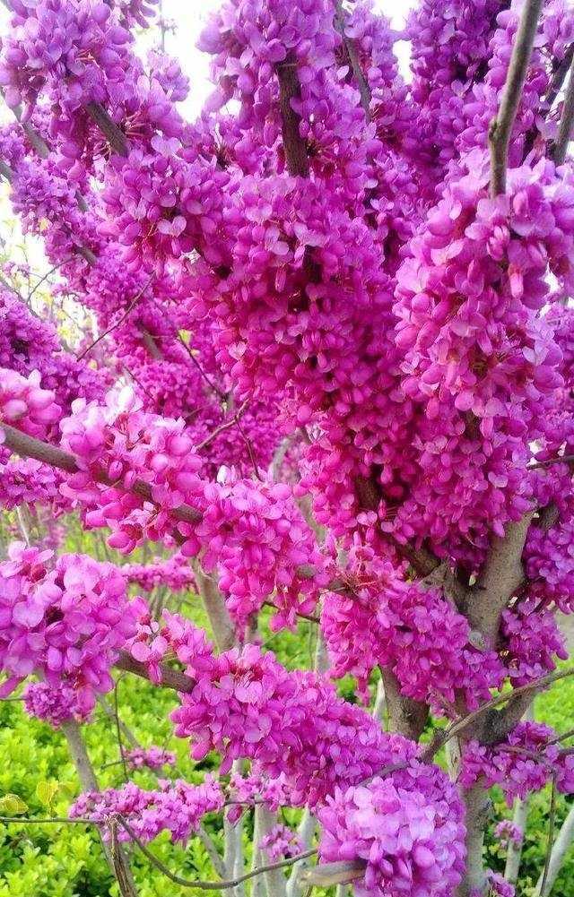 香港的市花是什么花（南北紫荆花的区别）