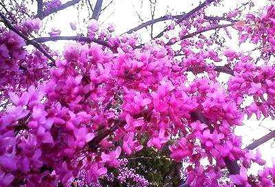 香港的市花是什么花（南北紫荆花的区别）