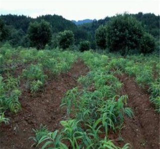 ​在农村山地应该种什么好?(山地适合种植的经济作物)