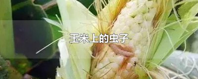 ​玉米上的虫子