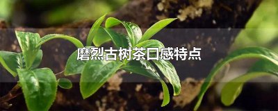 ​磨烈古树茶口感特点