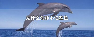 ​为什么海豚不怕鲨鱼