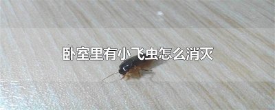 ​卧室里有小飞虫怎么消灭