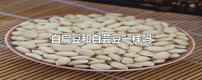 ​白扁豆和白芸豆一样吗