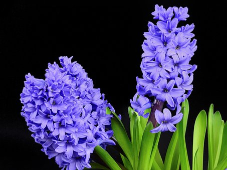 hyacinth-2202861__340.jpg