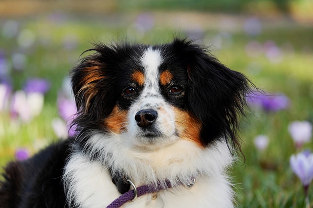 australian-shepherd-3237735_640.jpg