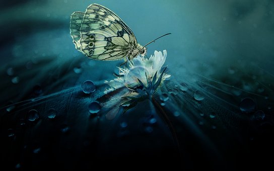 butterfly-3306655__340.jpg