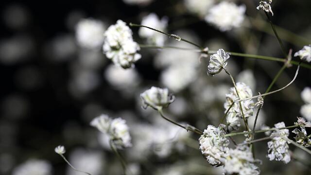 满天星干花能保存多久（图）(图1)