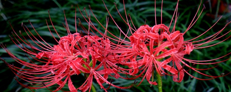 彼岸花的寓意和象征（图）(图1)