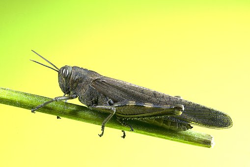 grasshopper-1857137__340.jpg