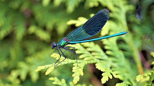 dragonfly-4414722__340.jpg