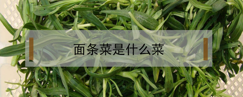 面条菜是什么菜