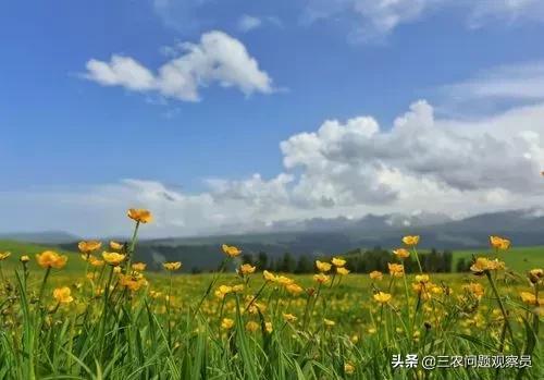 婆婆丁是什么野菜（野菜之王婆婆丁）(2)