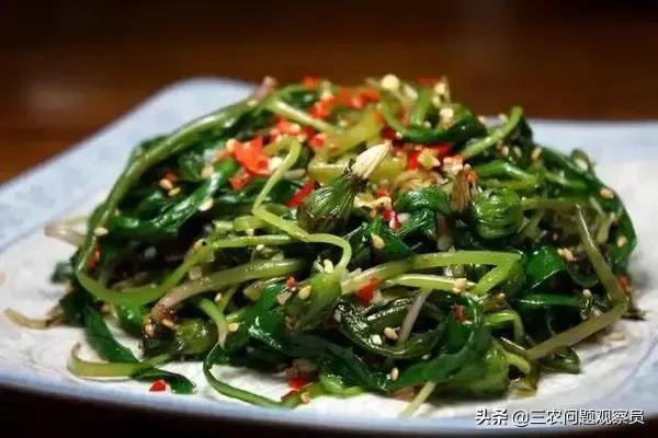 婆婆丁是什么野菜（野菜之王婆婆丁）(6)