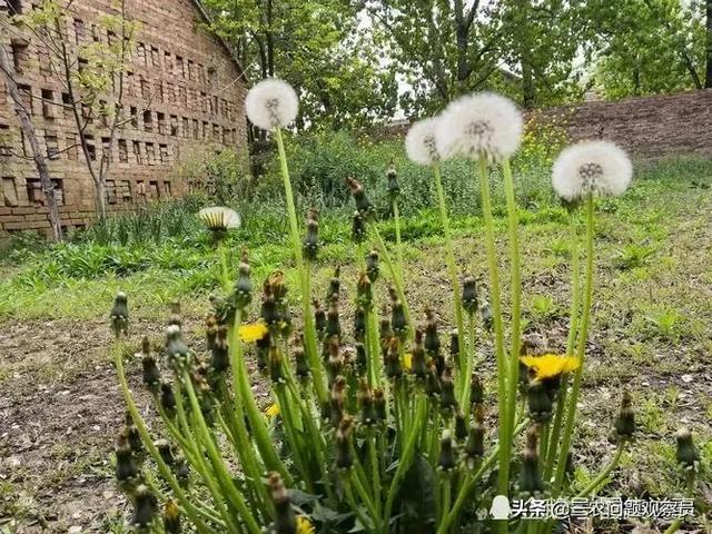 婆婆丁是什么野菜（野菜之王婆婆丁）(3)