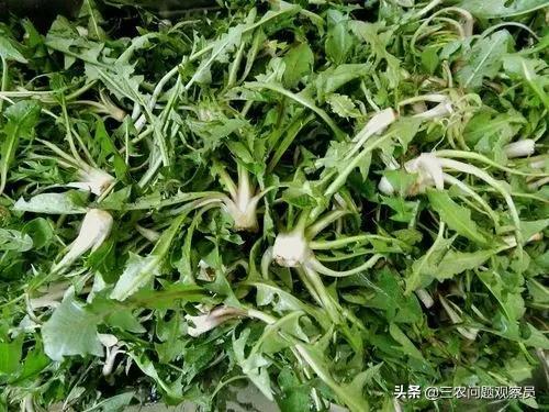 婆婆丁是什么野菜（野菜之王婆婆丁）(9)