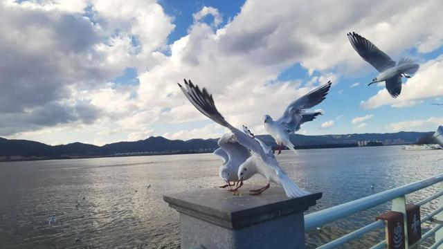 云南旅游昆明大理丽江攻略（云南自由行小记）(59)