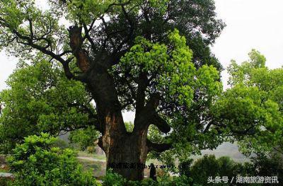 益阳十大旅游景点排名（值得一去的益阳十大旅游景点）(8)