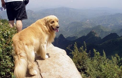 狗狗行为看上去奇怪，其实是在表达对我们的爱