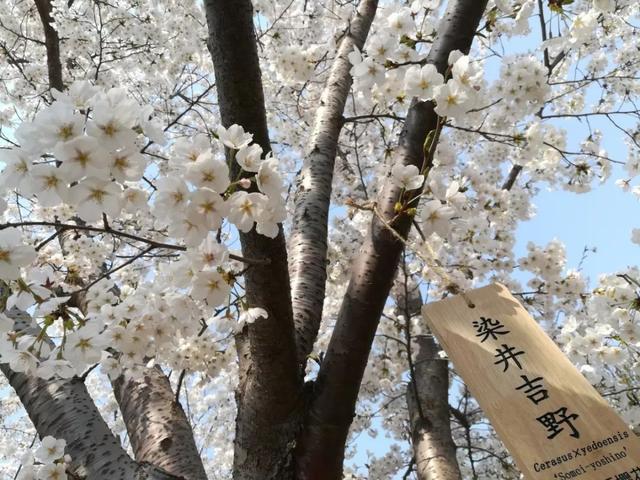 北京看樱花有哪些好地方（千娇百媚的樱花）(55)