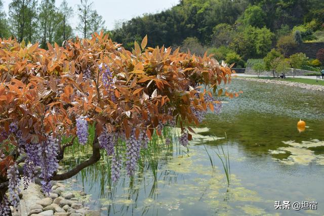 上海辰山植物园参观路线图（浮生半日松江探坑）(17)