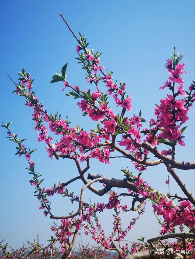 平谷桃花海一日游攻略 不能错过4月的北京平谷(16)