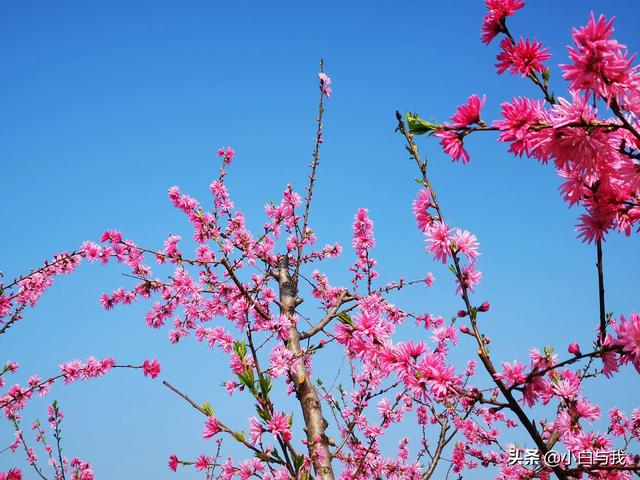 平谷桃花海一日游攻略 不能错过4月的北京平谷(24)