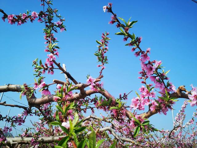 平谷桃花海一日游攻略 不能错过4月的北京平谷(15)