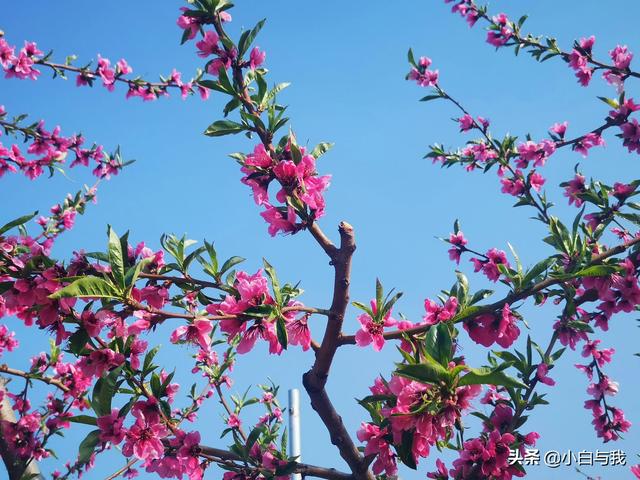 平谷桃花海一日游攻略 不能错过4月的北京平谷(20)