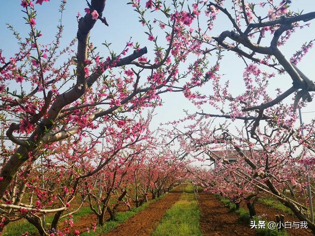 平谷桃花海一日游攻略 不能错过4月的北京平谷(17)