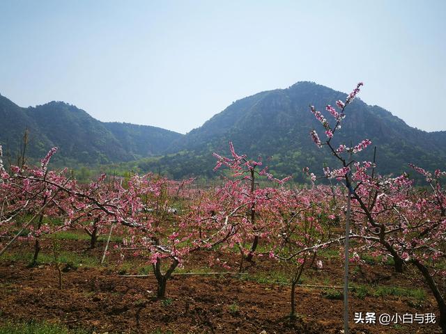 平谷桃花海一日游攻略 不能错过4月的北京平谷(4)