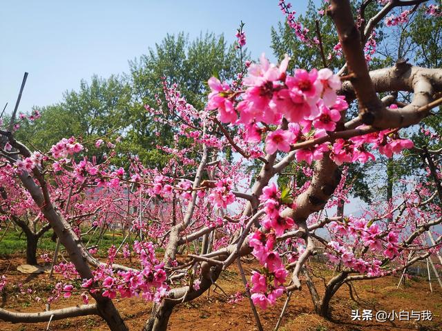 平谷桃花海一日游攻略 不能错过4月的北京平谷(2)