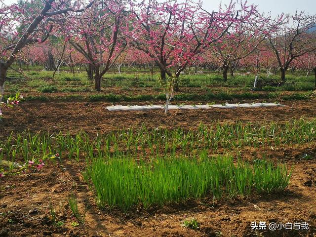 平谷桃花海一日游攻略 不能错过4月的北京平谷(19)