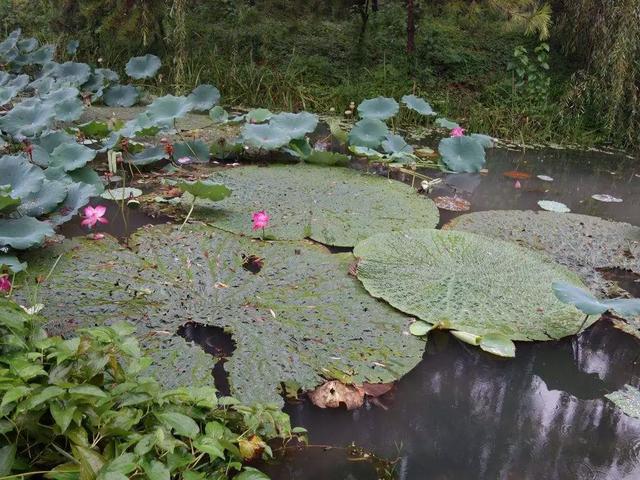 洛阳牡丹花赏花攻略（洛阳牡丹赏花全攻略）(19)